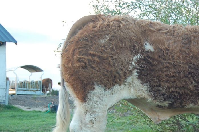 2 oktober 2013: Langmose In Your Eyes P 5 mdr.
født d. 1 maj 2013 fødselsvægt 52 kg. 
Solgt til Tyskland.
