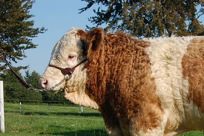 Langmose Leonardo P født 1 januar 2015 fødselsvægt 52 kg. Solgt til Tyskland.