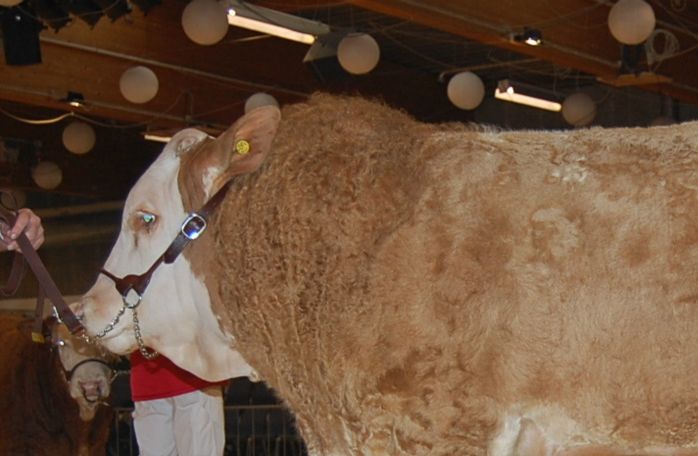 Langmose Kasmir født 6 april 2014 fødselsvægt 64 kg.
