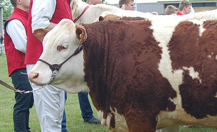 Langmose Kalla P født 28 oktober 2014 fødselsvægt 47 kg.