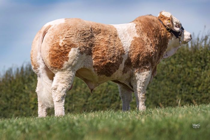 Sterling Gino født 20-01-2015 fødselsvægt 48 kg.