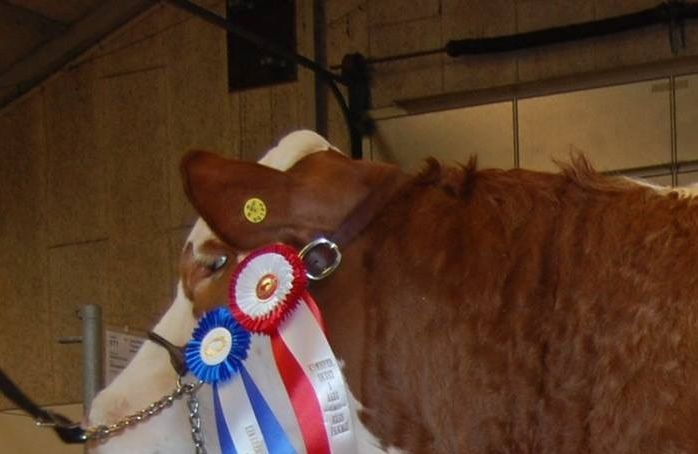Langmose Liberty P født 5 marts 2015 fødselsvægt 46 kg.